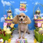 マルプー　海ちゃん　シルクパック