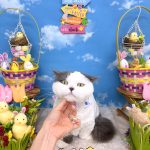 ねこ　ミヌエット　アムーくん