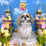 シーズー犬　陸くん　シルクパック　炭酸泉入浴