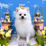 ポメラニアン　ムギくん