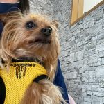 たけるくん　歯石取り