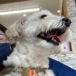 アリスちゃん　歯石取り