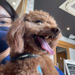 ちくわくん　歯石取り