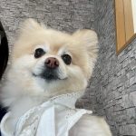 こうめちゃんの歯石取り