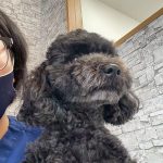 アルくん　歯石取り