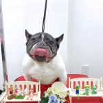 フレンチブルドッグ　　　ハルちゃん