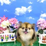 チワワｘプチブラバンソン　もずくちゃん