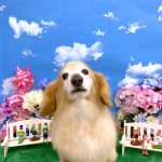 ダックスフンド　ベンくん