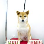 初めてご来店　柴犬　マサムネくん