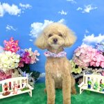 トイプードル　らむちゃん