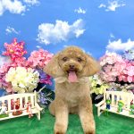トイプードル　ももちゃん