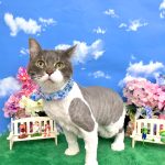 ねこ　メインクーン　レオンくん