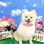 ポメラニアン　こうめちゃん