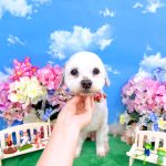 チロルちゃん