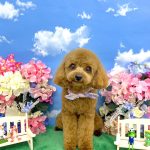 トイプードル　ハルくん