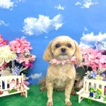 ペキニーズｘプードル　ここちゃん