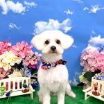 初めてご来店　マルチーズ　リリーくん　PV動画あり