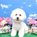 ビションフリーゼ　ラデュレくん