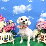 マルチーズ　モモちゃん