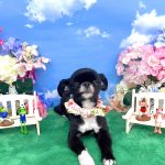 狆ｘチワワ　りーりーちゃん