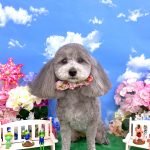 トイプードル　ココちゃん