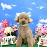 トイプードル　ライトくん