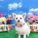 ポメｘプードル　はなちゃん　泥パック
