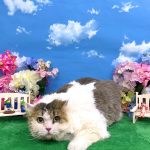初めてご来店　スコティッシュフォールド　メイちゃん　PV動画あり
