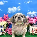 シーズー犬　陽斗くん