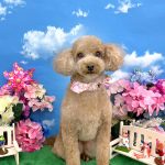 初めてご来店　トイプードル　くなちゃん　PV動画あり