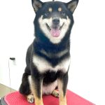 柴犬　はるちゃん