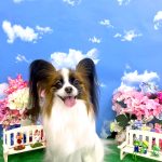 初めてご来店　パピヨン　小羽音(こはね)ちゃん