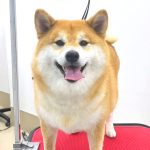 柴犬　なるちゃん