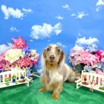 初めてご来店　カニンヘンダックス　マリンちゃん