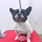 フレンチブルドッグ　マルくん