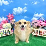 チワックス　くるみちゃん