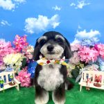 あんちゃん　泥パック
