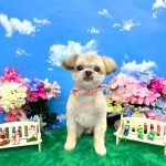 初めてご来店　マルチーズ×シーズー　ソアラくん　PV動画あり