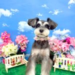 ミニュチュアシュナウザー　ベルちゃん