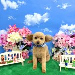 トイプードル　のあくん