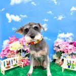 ミニュチュアシュナウザー　うめちゃん