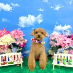 トイプードル　絆愛音(りあん)ちゃん　シルクパック