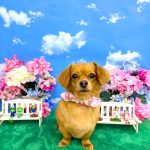 チワックス　わにちゃん