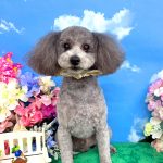 トイプードル　ジロウくん