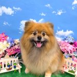 ポメラニアン　コロンちゃん