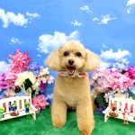 トイプードル　キャンディーちゃん　シルクパック