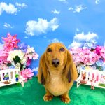 ダックスフンド　麦くん
