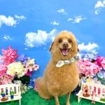 トイプードル　ラッキーくん（アルパカカット）