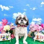 シーズー犬　しらすくん