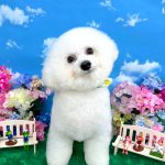 ビションフリーゼ　わさびくん